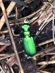 Cicindela denikei