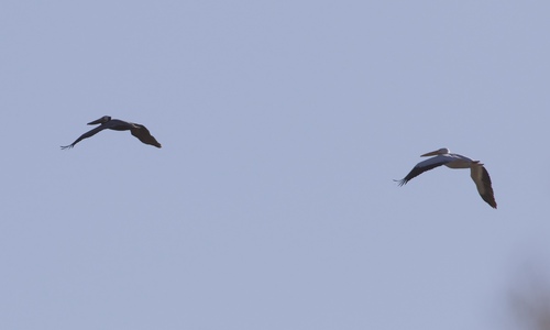 Brown Pelican photographed in Arizona