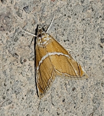 Abegesta