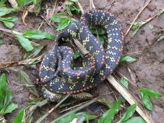 Siphlophis cervinus