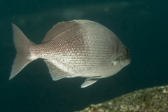 Hawaiian Chub photo 2