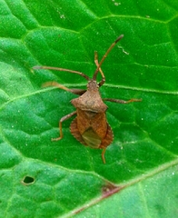 Coreus marginatus marginatus