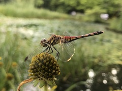 Sympetrum darwinianum