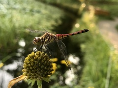Sympetrum darwinianum