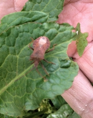 Coreus marginatus marginatus