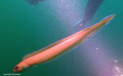 Cepola macrophthalma