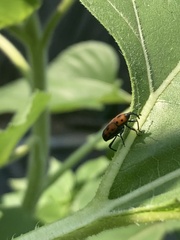 Rhodobaenus quinquepunctatus