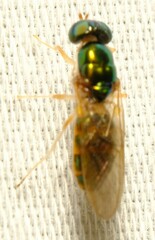 Cephalochrysa canadensis