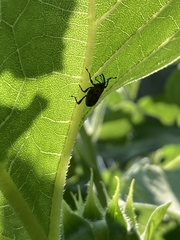 Rhodobaenus quinquepunctatus