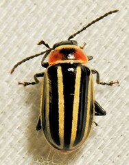 Disonycha pensylvanica