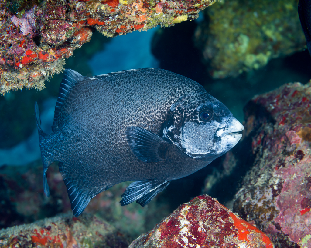 Spotted Beakfish