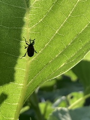 Rhodobaenus quinquepunctatus