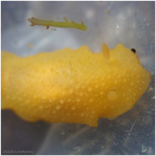 Picken's Dorid