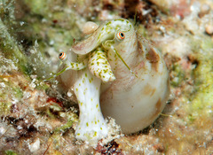 Maculastrombus maculatus