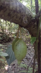 Amphitecna apiculata