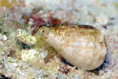 Maculastrombus maculatus