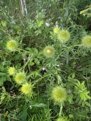 Carlina biebersteinii