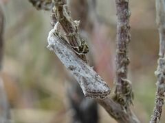 Cochylimorpha elongana