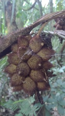 Astrocaryum mexicanum