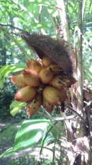 Astrocaryum mexicanum