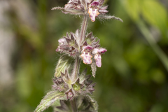 Stachys alpina