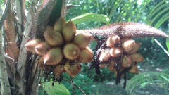 Astrocaryum mexicanum