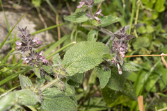 Stachys alpina