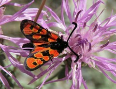 Zygaena hilaris