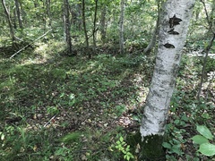 Betula platyphylla