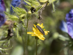 Acmaeodera cisti