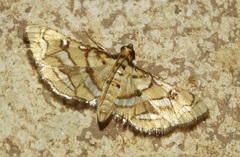 Hileithia magualis
