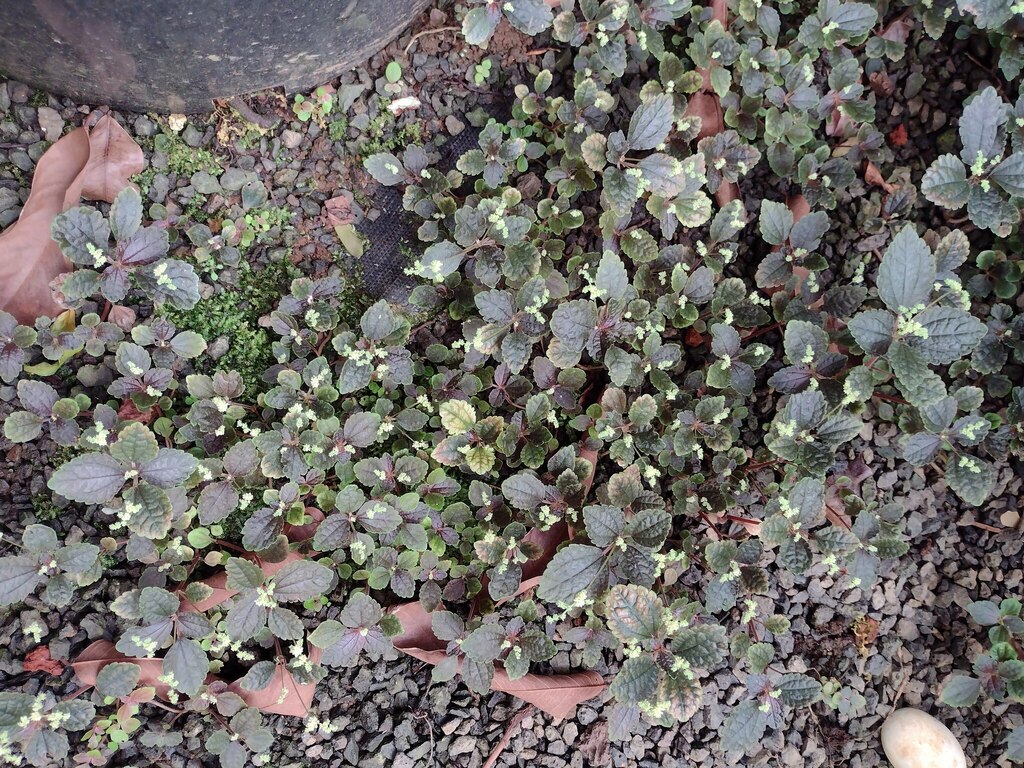 Pilea spruceana; photograph (c) Kevin Faccenda, some rights reserved (CC BY)
