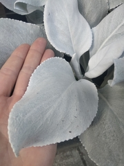 Senecio candidans