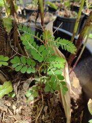 Phyllanthus leucanthus