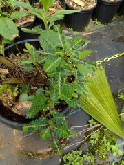 Phyllanthus leucanthus