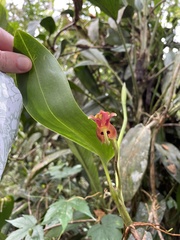 Maxillaria schlimii