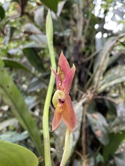 Maxillaria schlimii