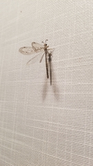 Myrmeleontidae