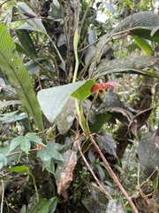 Maxillaria schlimii
