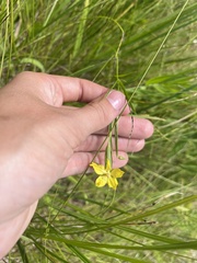 Lysimachia quadriflora
