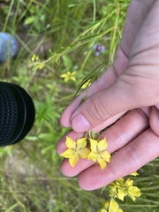 Lysimachia quadriflora