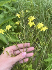 Lysimachia quadriflora