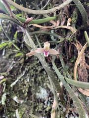 Maxillaria equitans