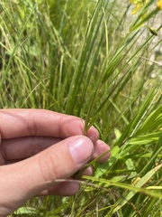 Lysimachia quadriflora