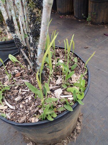 Ophioglossum petiolatum observed 2022-07-08