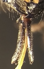 Osmia sculleni