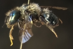 Osmia sculleni