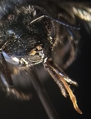 Osmia sculleni