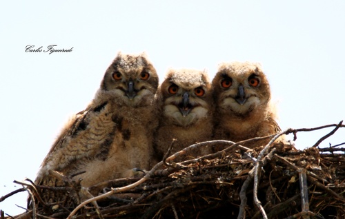 Eurasian Eagle-Owl, photo 9 of 10