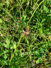 Bombus jonellus